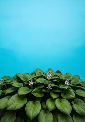 Lush Green Hosta Plants Against a Vibrant Blue Backdrop Creating a Calming Natural Scene Ideal for Backgrounds and Overlays with Ample Copy Space