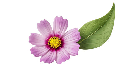 Delicate pink cosmos flower with green leaf on black background