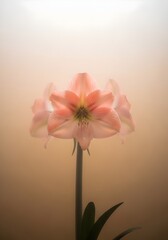 Obraz premium Elegant Amaryllis Flower in Soft Light A Delicate Bloom of Pink and White for Floral Art and Botanical Beauty and serene ambiance perfect for home decor
