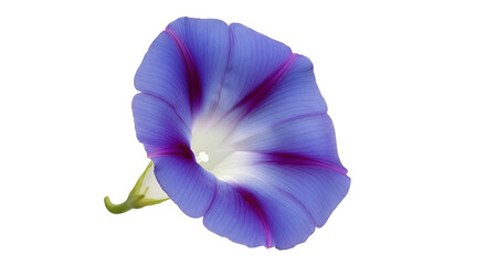 Vibrant blue morning glory flower with dark stripes on black background