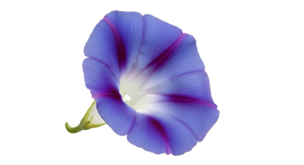 Vibrant blue morning glory flower with dark stripes on black background