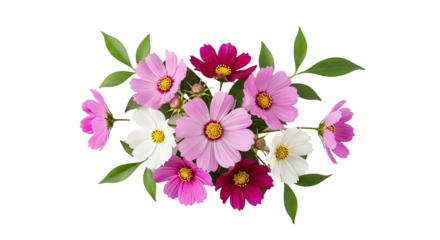 Vibrant bouquet of cosmos flowers in various shades of pink and white against a black background