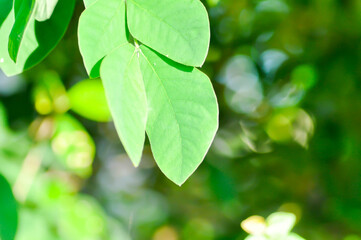 Rain tree or Samanea saman, LEGUMINOSAE MIMOSOIDEAE or small Rain Tree