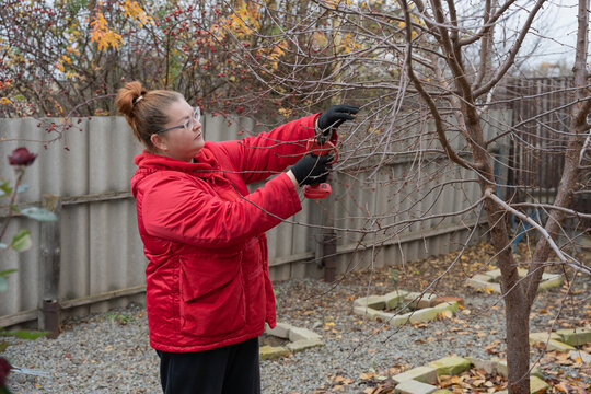 Woman pruning fruit tree branches in her autumn garden wearing a red jacket and gloves as she trims and tidies the backyard to prepare the tree for winter and next spring harvest