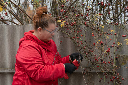 Woman carefully cutting thin branches from a fruit tree in her autumn garden, wearing gloves and a warm red coat as she prepares the orchard for winter dormancy and healthier spring growth