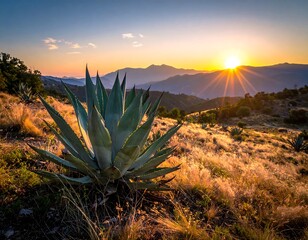 Sunset over arid landscape, foreground agave, mountain range backdrop, glowing sunburst