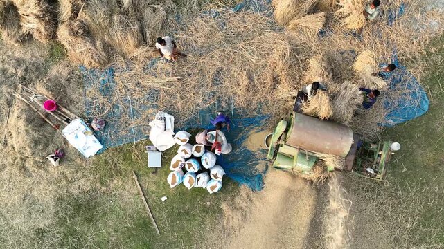 Aerial View of Rice Threshing Machine and Farmers Working During Harvest - 4k video footage