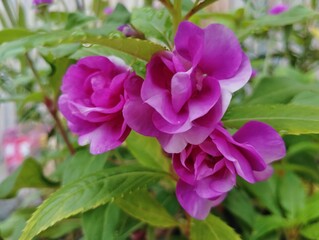 Impatiens balsamina (touch-me-not) in the garden 