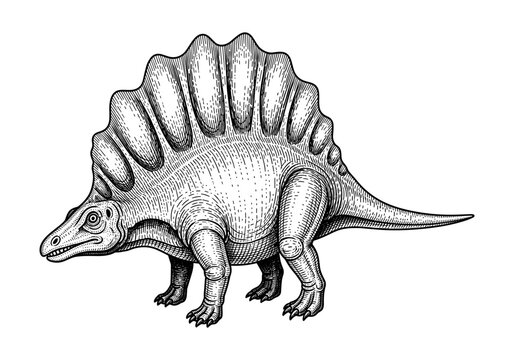 Intricate line art of dimetrodon