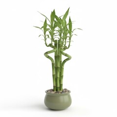 Obraz premium Potted lucky bamboo houseplant in a vase for home decoration, isolated on white background