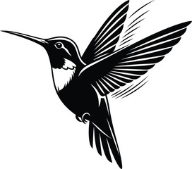 Obraz premium Hummingbird vector graphic design black and white illustration art bird eps silhouette