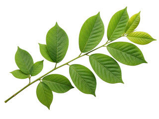 Fototapeta premium Fresh green branch with serrated leaves isolated on transparent background