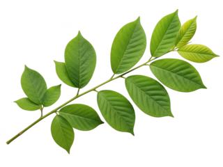 Fresh green branch with serrated leaves isolated on transparent background