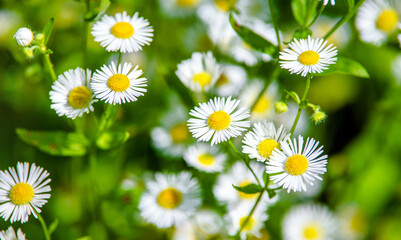 White small daisies blooming on grass background
