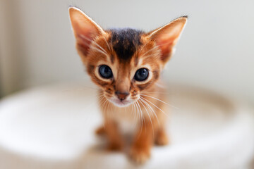 Close up of curious red kitten with large ears looking straight into camera. Abyssinian ruddy kitten sitting on soft bed in light interior. Copy space.