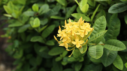 Yellow Ashoka flowers and buds with green background
