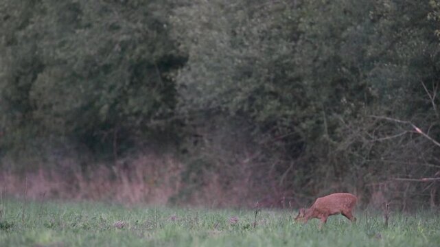 Roe deer fawn eating grass in a clearing on the lookout. Capreolus capreolus, Sologne, Loiret 45, r&eacute;gion Centre Val de Loire, France, European Union, Europe