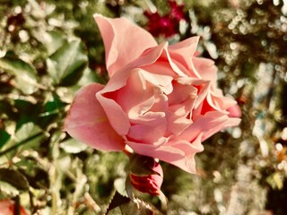 どこかノスタルジックでロマンチックなピンクのバラのクローズアップ写真