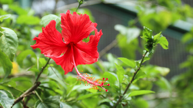 Bunga Sepatu or Bunga Raya (Hibiscus rosa-sinensis L.