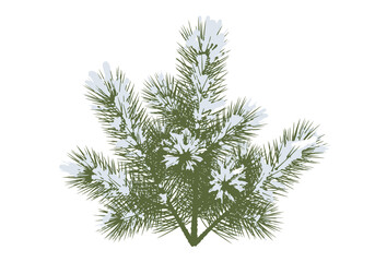 Snowcovered green pine branch illustration detailed needles winter frost festive holiday season element.