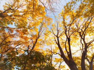 木々が色づく秋の六甲山の登山道