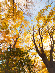 木々が色づく秋の六甲山の登山道