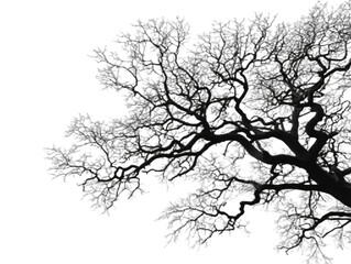 Fototapeta premium Intricate dark tree silhouette with many small branches against a pure black background