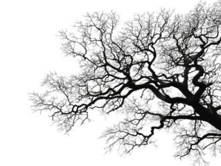 Intricate dark tree silhouette with many small branches against a pure black background
