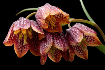 Cluster of delicate, bell shaped flowers display unique checkered pattern