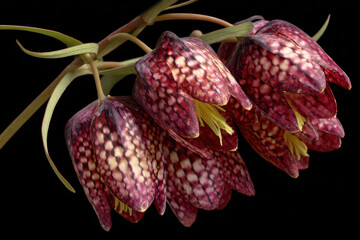 Beautiful fritillary flower showing delicate patterns, joy and natural beauty