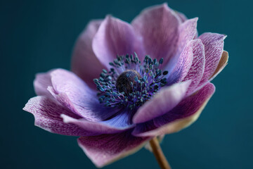 Serene purple anemone bloom evokes calm delicate blossom with soft petals and intricate center