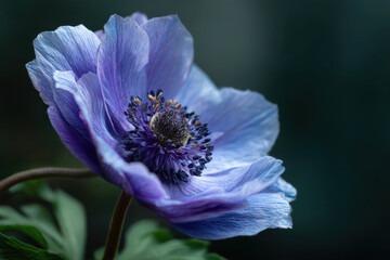 Beautiful blue anemone flower, delicate petals, serene atmosphere