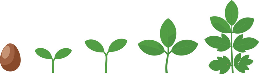The full lifecycle of plant seed germination and early seedling growth, showing stages from initial sprout and cotyledon development to formation of true leaves, essential botany