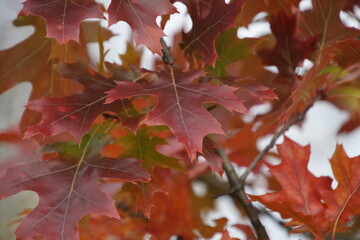 Fototapeta premium Bright red leaves of the Canadian oak. Autumn attire of trees in the park.