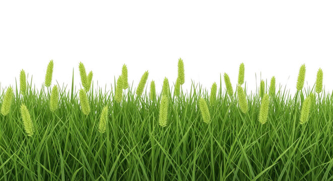 Green grass stalks with seed heads isolated on transparent background