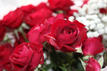 Vibrant red roses bloom beautifully among delicate white flowers in a serene setting