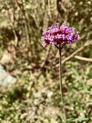秋に咲くヤナギハナガサの可憐な花の写真素材