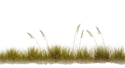 Tall green and yellow grass with dark leaves isolated on transparent background