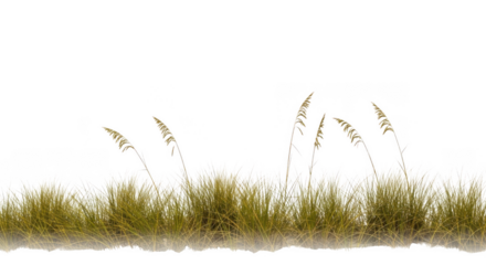 Tall green and yellow grass with dark leaves isolated on transparent background
