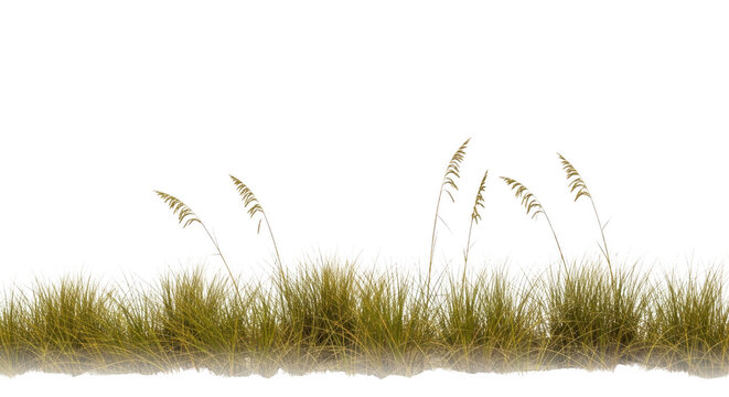 Tall green and yellow grass with dark leaves isolated on transparent background