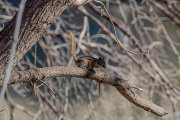 Squirrel under the shadow of tree branches