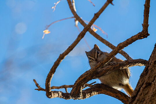 squirrel on a tree branch - Powered by Adobe