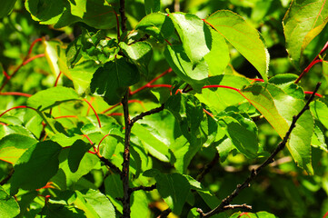 Obraz premium Lush green apricot tree leaves in the summer sun