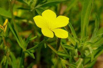 Obraz premium Vibrant yellow wildflower blooming in a sunny green field