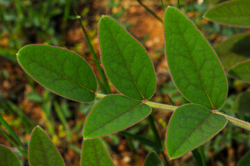 Macro detail of compound green leaves with hairy margins