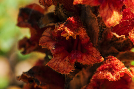 Vibrant red parasitic broomrape flower in macro detail