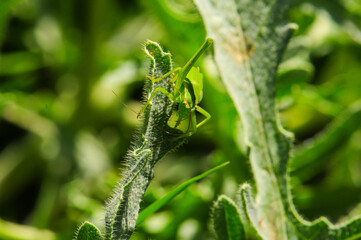 A bright green katydid hanging on a fuzzy leaf in a garden