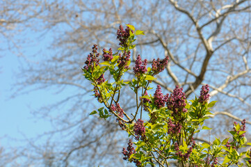 Budding purple lilac bush on a sunny spring day