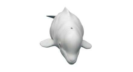 Isolated Beluga Whale, Frontal View, Swimming in Water. Aquatic Mammal for Ocean Life