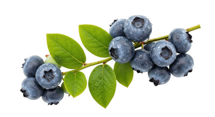 Isolated blueberries cluster, healthy fresh fruit with green leaves, delicious berry closeup © Maria